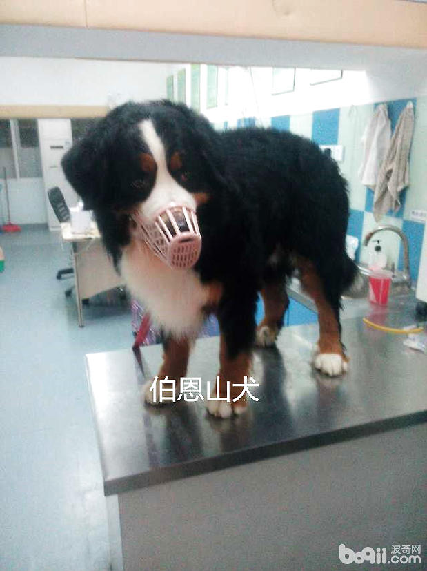 患病的伯恩山犬