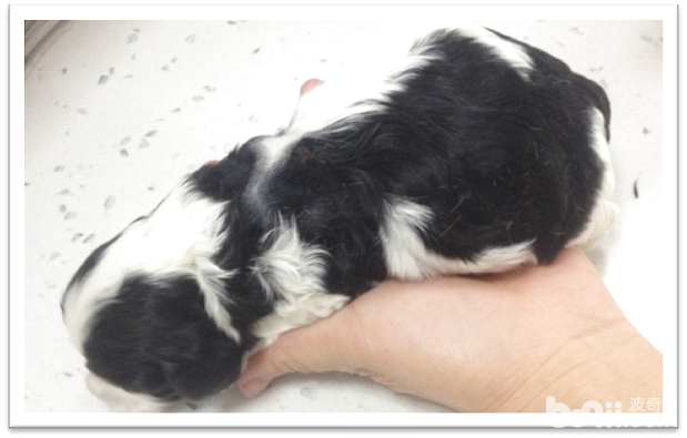 患病犬仔仔，眼睛還未睜開。