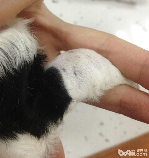 新生仔仔的右前腿膿腫