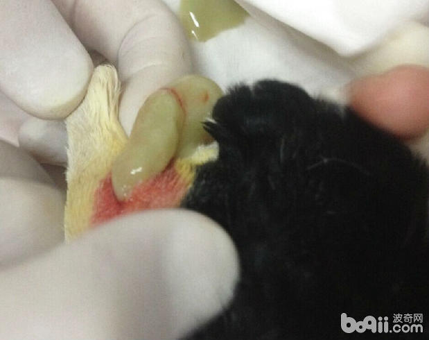 切開右後腿膿腫處的皮膚後，流出暗綠色的粘稠狀的濃汁。由於患犬年齡較小，考慮只給予局部抗生素處理。同時囑咐主人將患犬跟其他健康幼犬分離，並注意患犬的保暖。