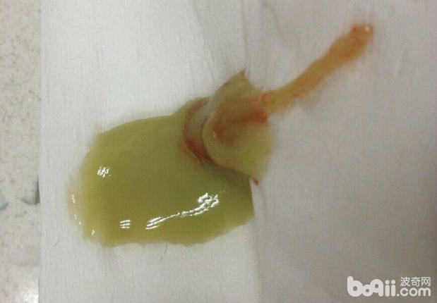 流出的濃汁，帶有少量的血液。