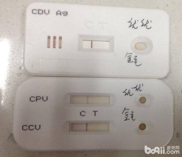 優優2月齡，沒有疫苗免疫，傳染病檢查，犬瘟熱，犬細小，犬冠狀病毒，顯示全部陰性。