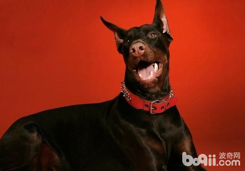 盡管狂犬病的發病幾率很低，但是還是要防護