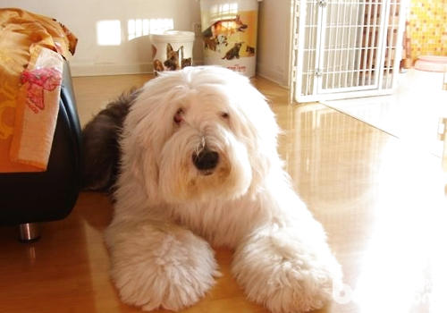 狗狗呼吸檢查