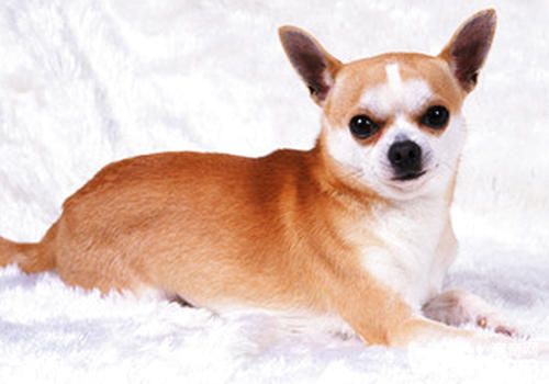 狂犬與偽狂犬症狀相似，所以要先搞清楚