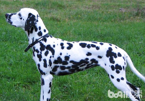 未絕育的老齡母犬比公犬更危險