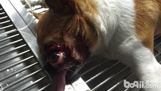 打斗造成的犬眼球脫出，眼球大部分脫出眼眶外為中毒脫出。