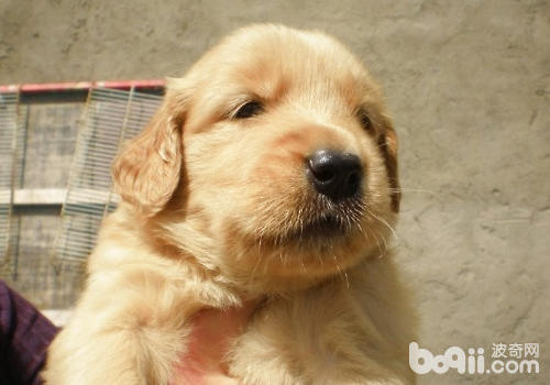 金毛犬