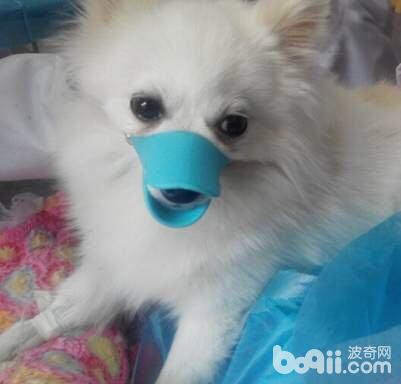  被咬傷後的博美犬，進行術後的輸液消炎