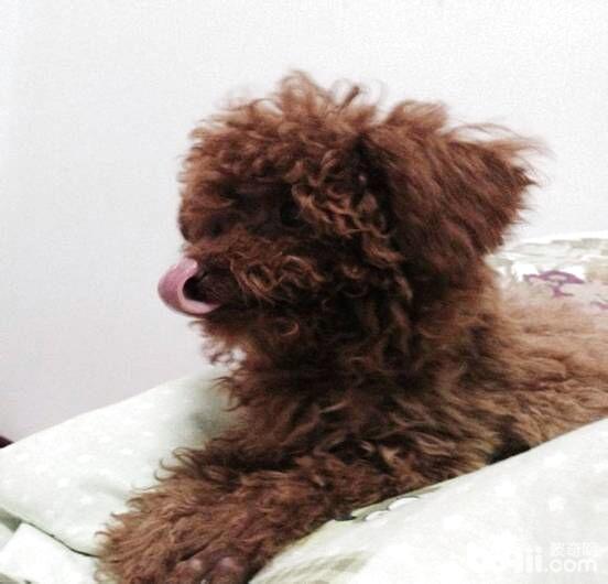 患病的泰迪犬