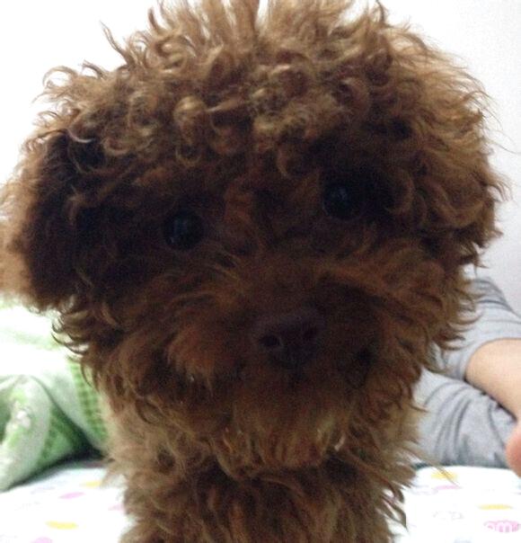 患病的泰迪犬