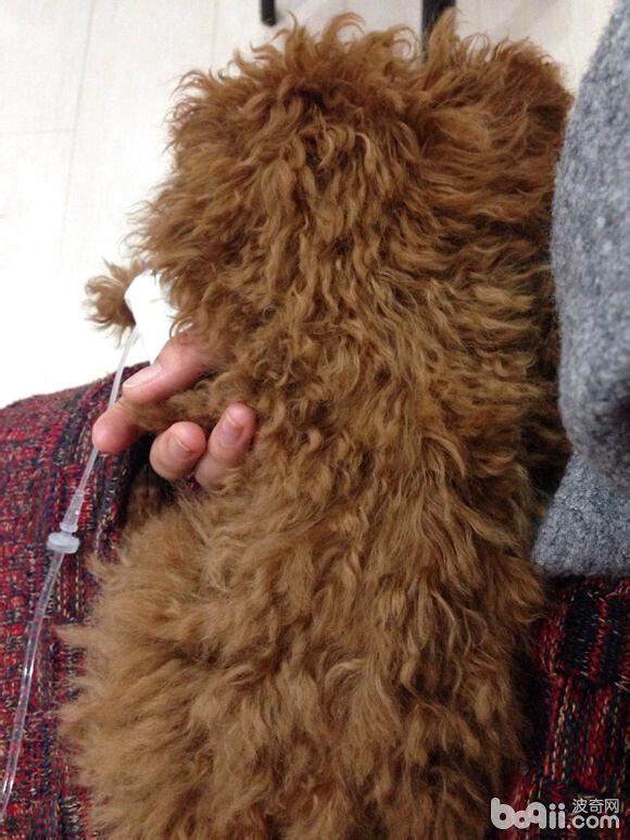 患病的泰迪犬