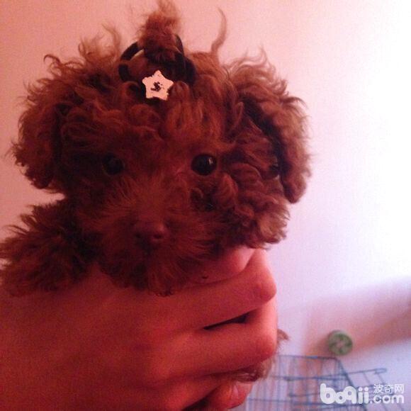 恢復健康後的泰迪犬