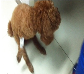     圖4 患犬治療前狀態