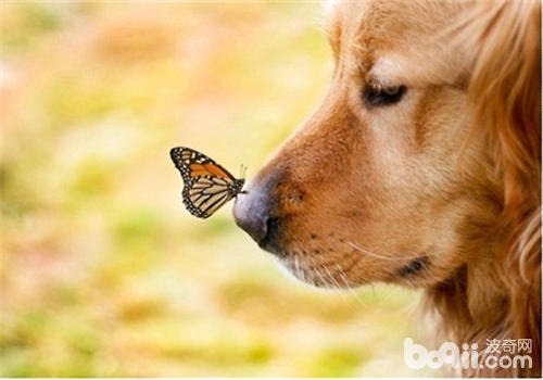 金毛犬