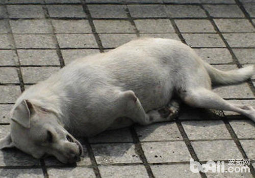 狗狗抽搐