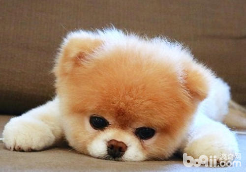 博美犬