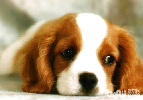 查理士王小獵犬