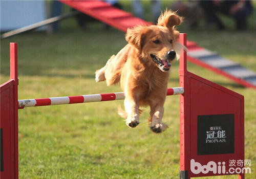 金毛犬