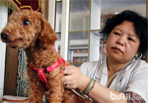 貴賓犬