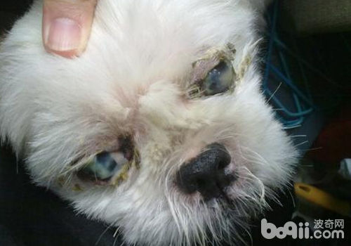 巴吉度獵犬