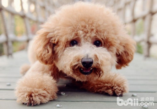 泰迪犬