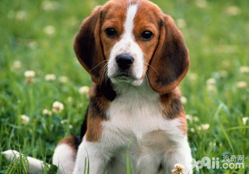 比格犬.jpg