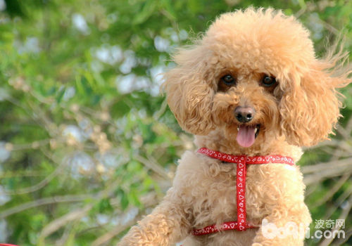 貴賓犬.jpg