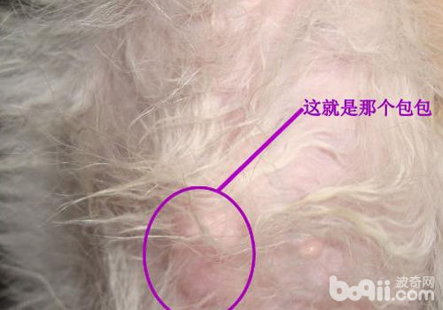 皮膚病引起的包