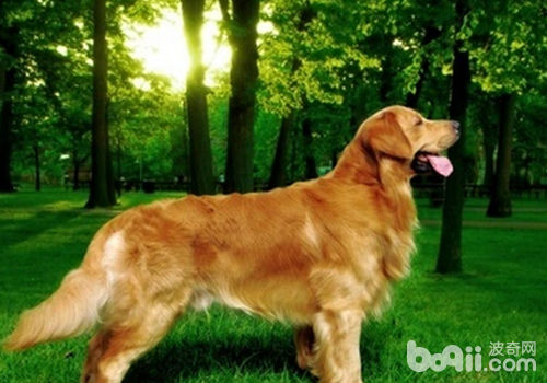 金毛犬
