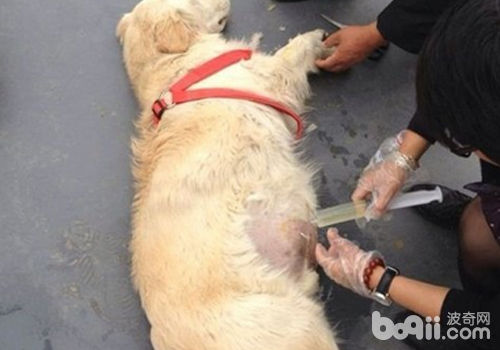 狗狗腹水
