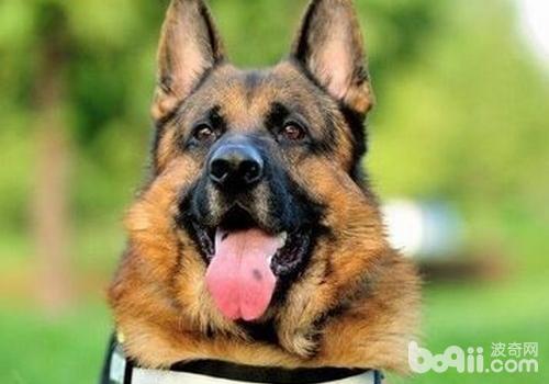 德國牧羊犬