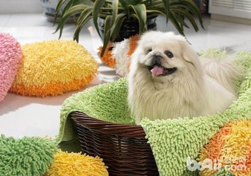 京巴犬