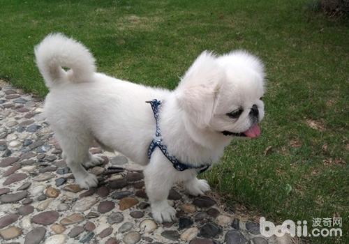 京巴犬