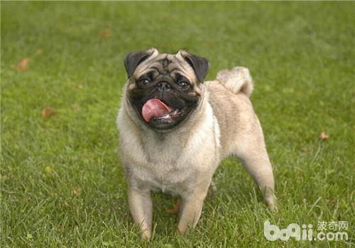 巴哥犬