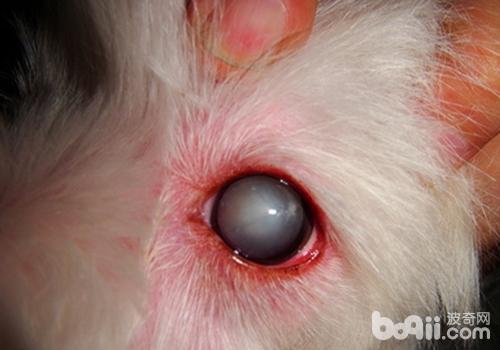 犬白內障