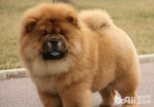 松獅犬
