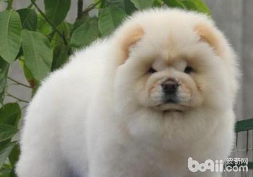 松獅犬