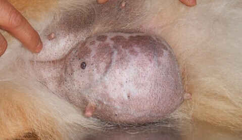 接診中的遇到的生殖系統腫瘤：乳腺腫瘤