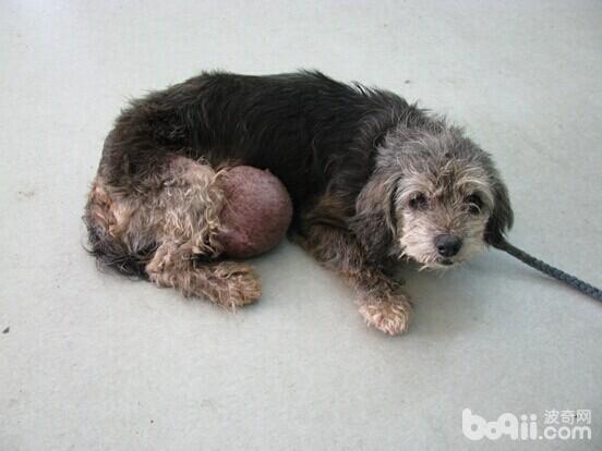 流浪犬腹部腫瘤