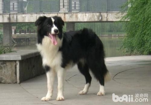 邊境牧羊犬