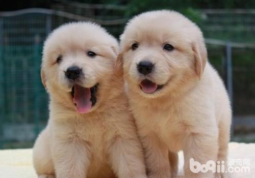 金毛犬