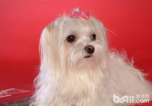 馬爾濟斯犬