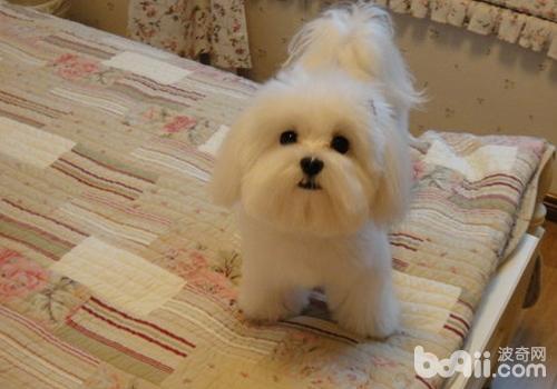 馬爾濟斯犬