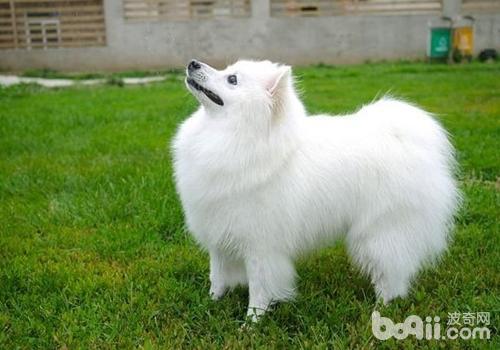 日本尖嘴犬