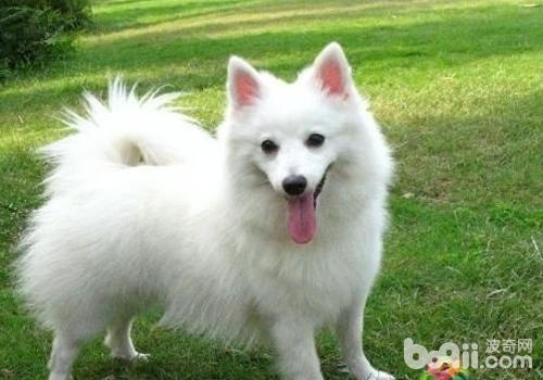 日本尖嘴犬