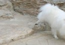 造成犬腹壁疝的原因是什麼