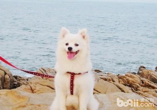 日本尖嘴犬