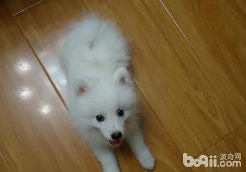日本尖嘴犬
