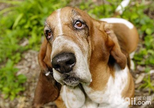 巴吉度獵犬